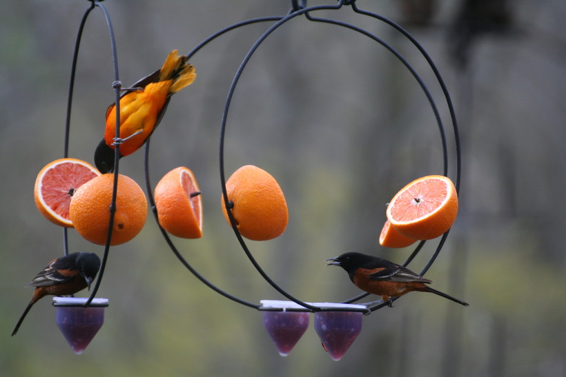 Counting Orioles A Great Way To Get Children Passionate About Birding